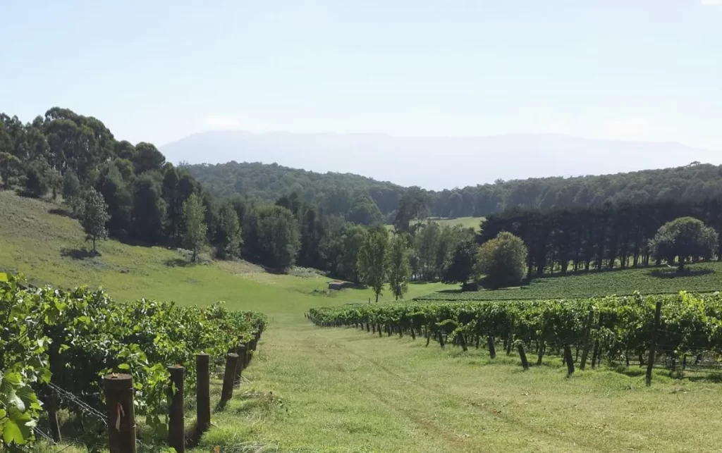 Wombat Creek Vineyard