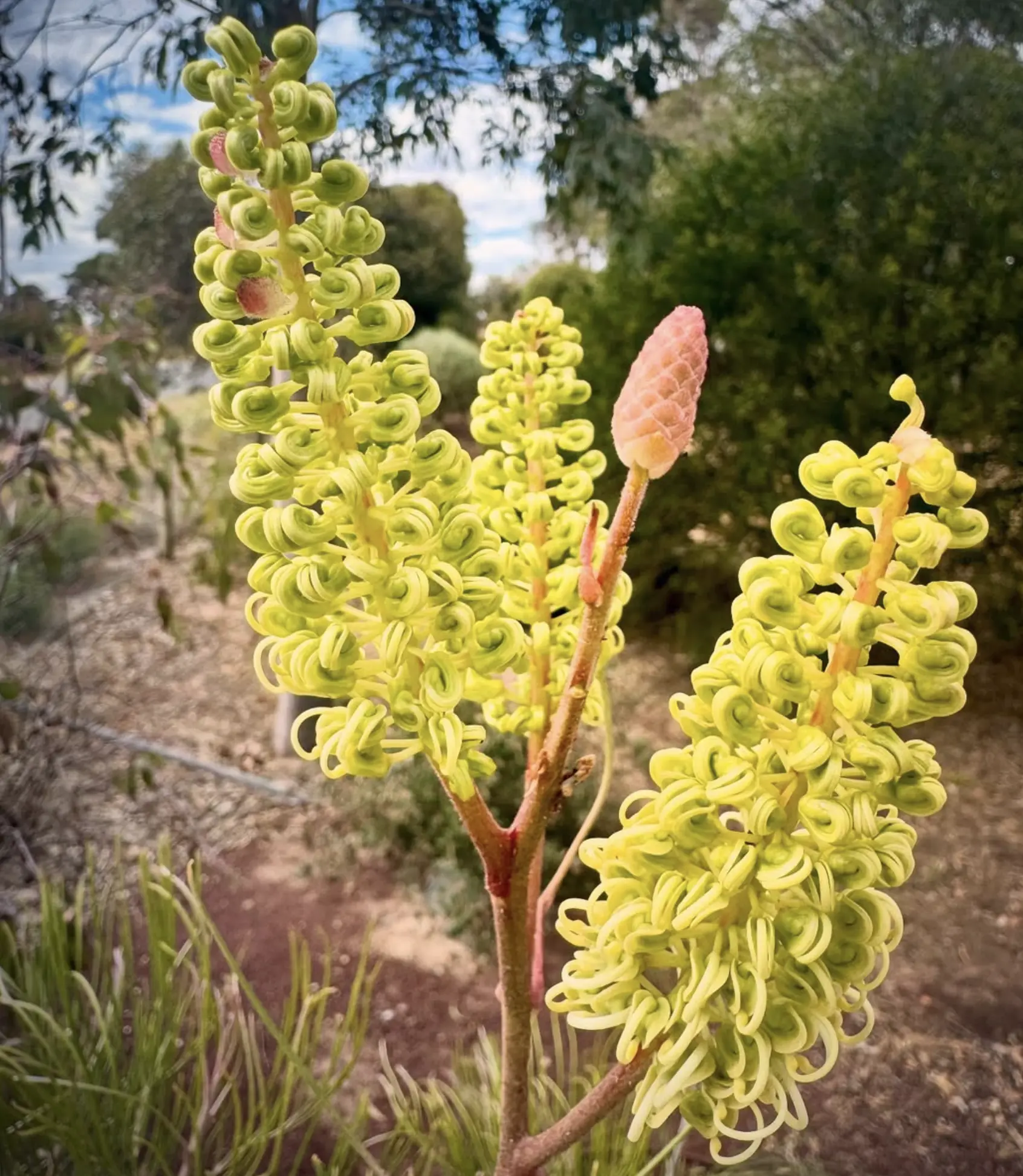 Hamilton Botanical Gardens