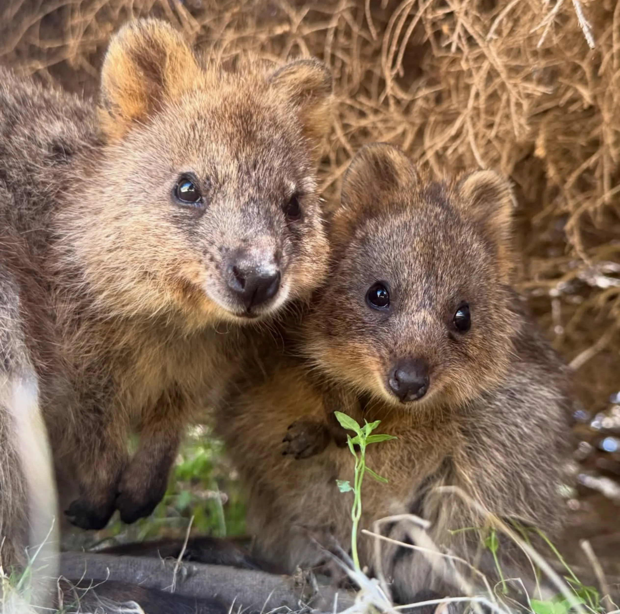 best time to see quokkas Rottnest
