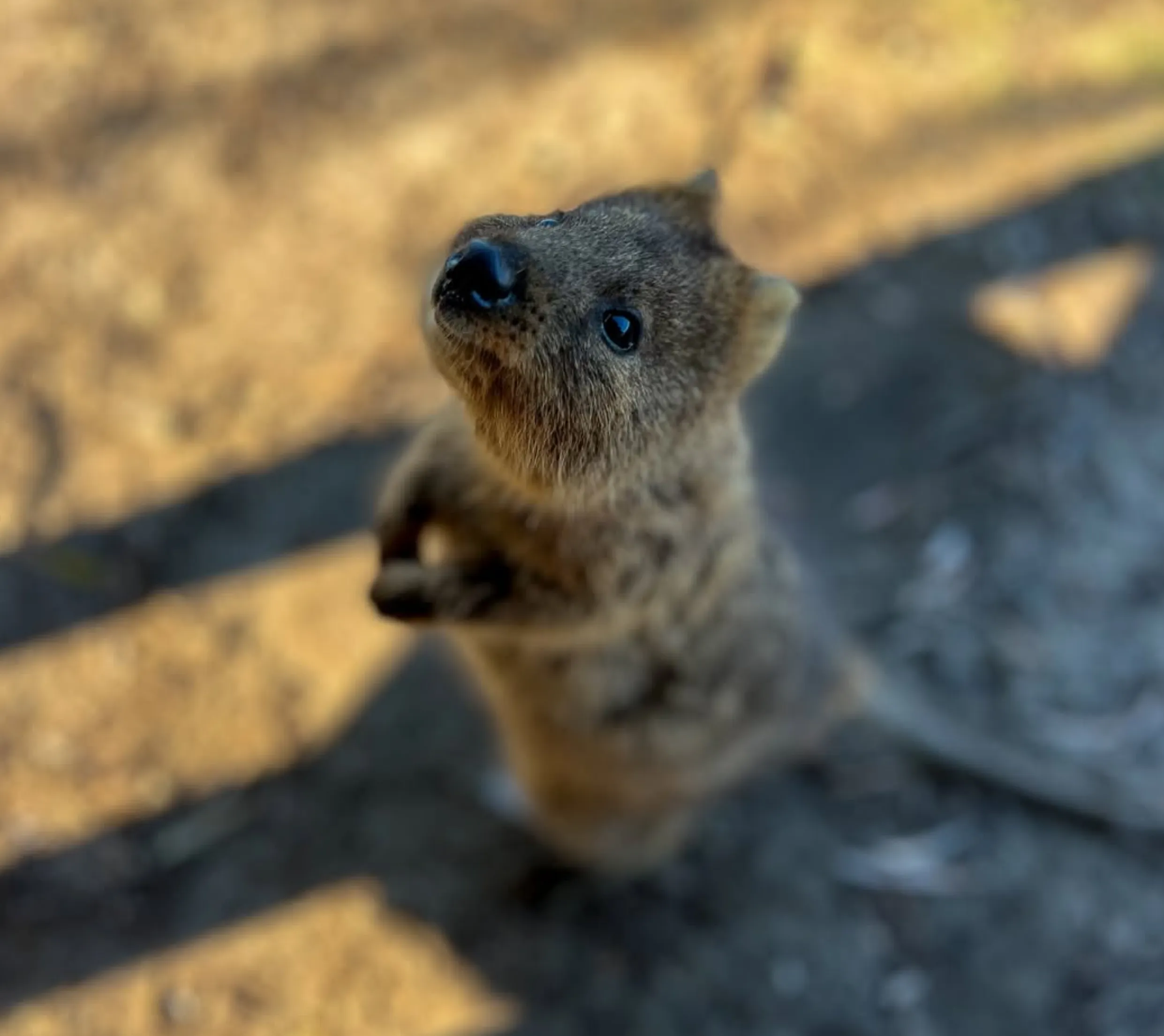 Oliver Hill quokkas