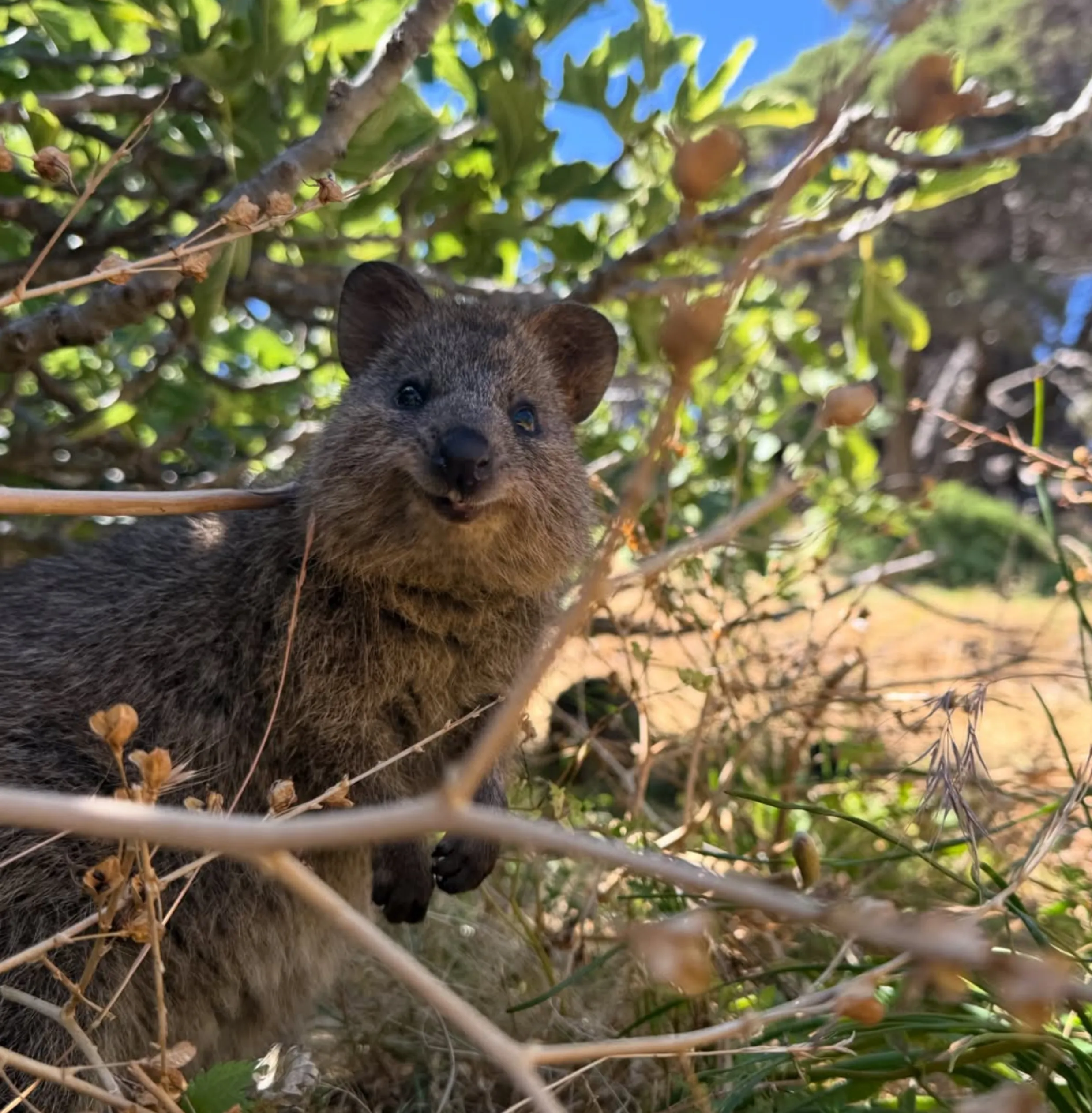 quokka sunrise photography