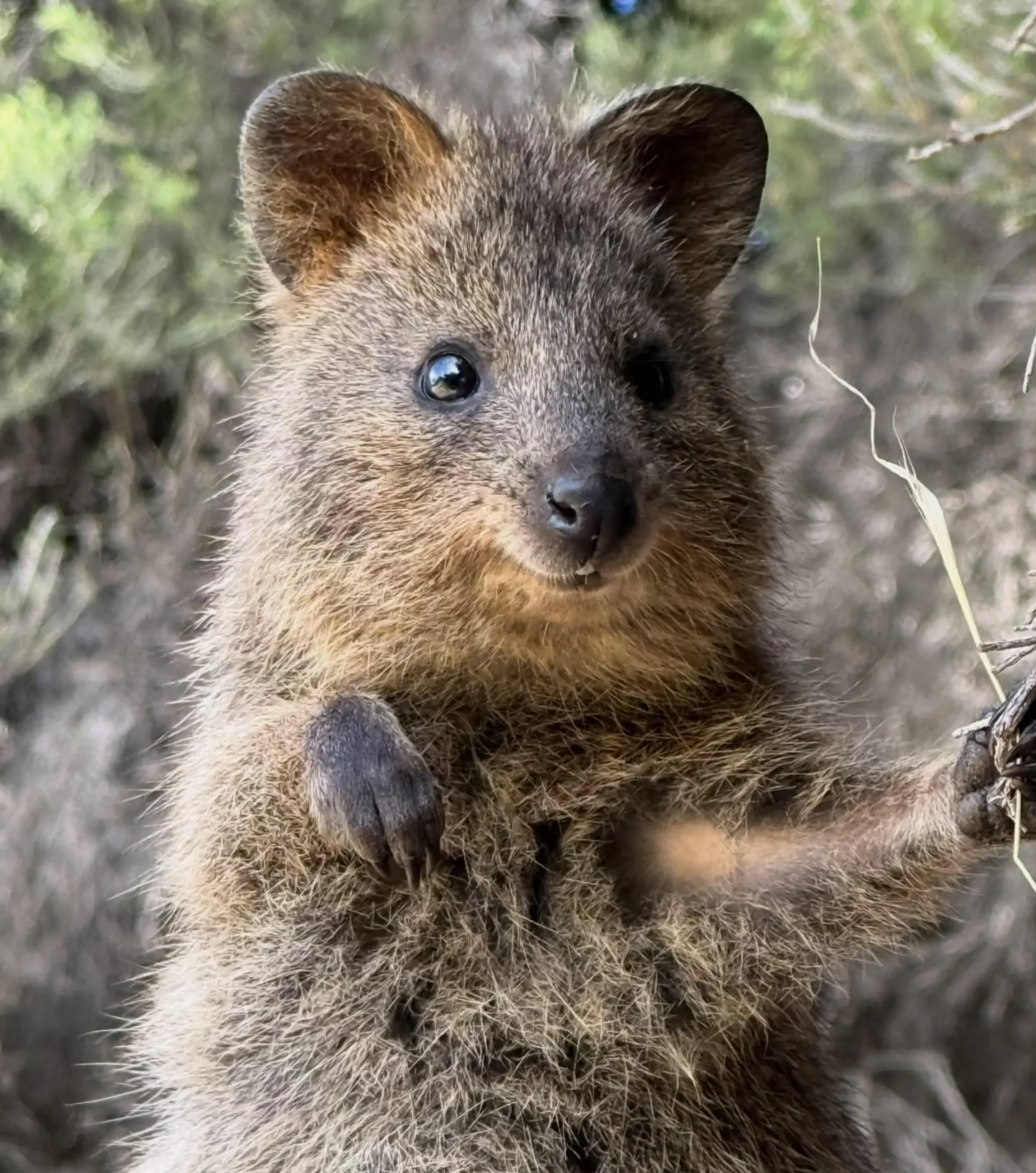 Rottnest Island early ferry tips