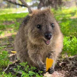 see quokkas without crowds