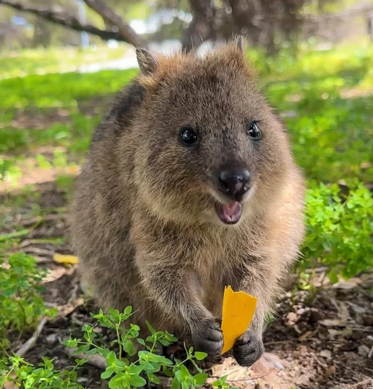 see quokkas without crowds